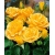 Róża wielkokwiatowa ARTHUR BEL  z doniczki art 510D